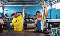 Ecuador. Freshly caught fish arriving at the artisanal fishing cooperative of Santa Rosa de Salinas .© FAO/Camilo Pareja