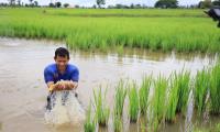 Laos. Rice-fish farming, which promotes biodiversity and diversification. © FAO/Xaykhame Manilasith