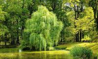 “When the wind blows on the willow and makes it dance, God knows what the sapling says in the wind” (Jalâl al-Din Rûmî). Pixabay