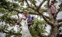 Two girls climb a Baobab tree while looking for Baobab leaves. © FAO/Luis Tato