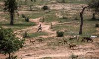 Semiarid Sahelian landscape in Malamawa village. © FAO/Luis Tato