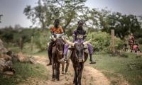 Two boys ride bulls after farming their family crops. © FAO/Luis Tato