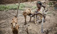 A woman milks her goats. © FAO/Luis Tato