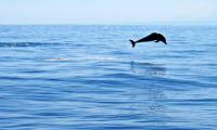 A dolphin leaps through the waters off Atauro Island, Timor-Leste. UN Photo/Martine Perret