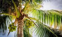 The coconut tree bends to its weight. (Malaysia)  Pixabay